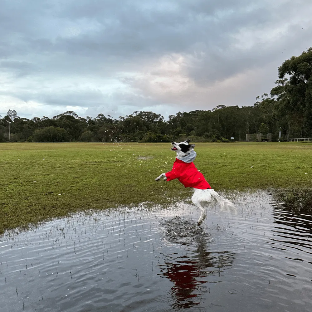 Dog Raincoat - Red