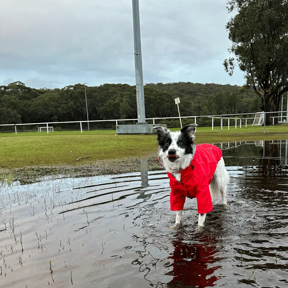 Dog Raincoat - Red