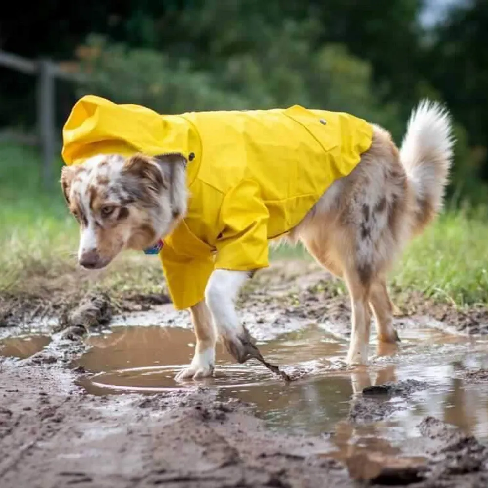 Dog Raincoat - Yellow