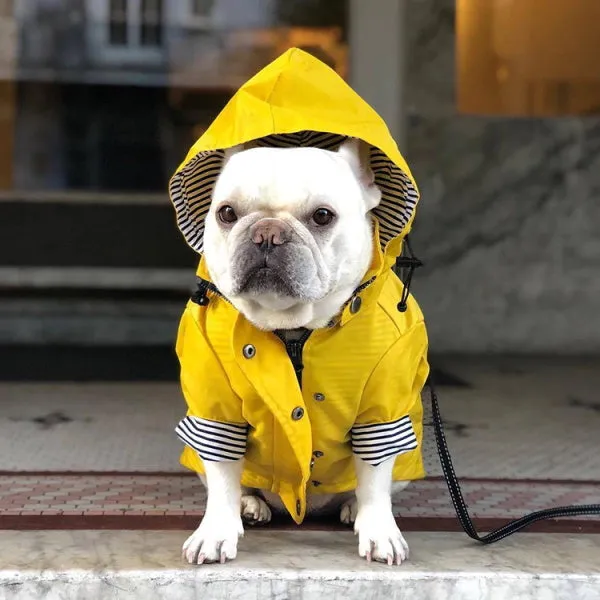 Dog Raincoat - Yellow