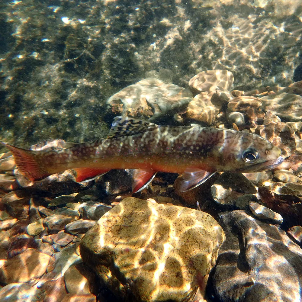 Mountain Trout Fly Fishing School in George Washington National Forest